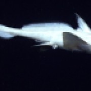 A Rhinochimera (Harriotta sp.) swims 10 m above the seafloor.